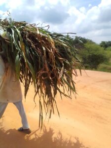 one of Yajin Rana Residents Carrying his Farm Produce