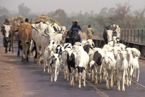 Herders